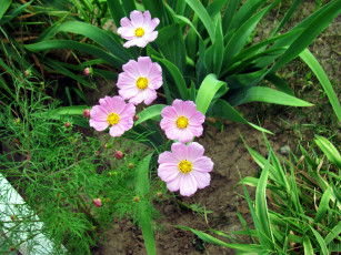 Картинка цветы космея розовый