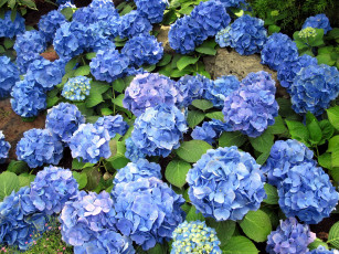 Картинка цветы плюмерия цветок листья