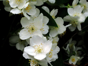 Картинка цветы жасмин белый