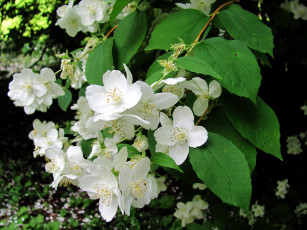 Картинка цветы жасмин белый