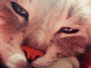 Картинка кот животные коты кошки