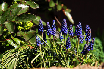 Картинка цветы гиацинты мускари