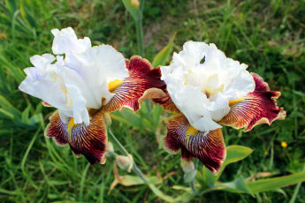 Картинка цветы ирисы дуэт