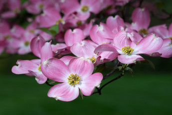 Картинка цветы кизил цветение ветка макро