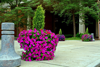 Картинка цветы петунии +калибрахоа клумбы