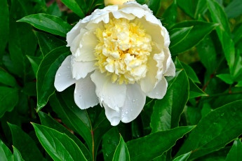 Картинка цветы пионы бутон макро белый