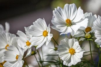 Картинка цветы космея макро космос