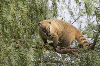 Картинка животные -+другое носуха