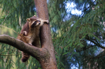 Картинка животные еноты енот