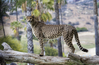 Картинка животные гепарды хищник