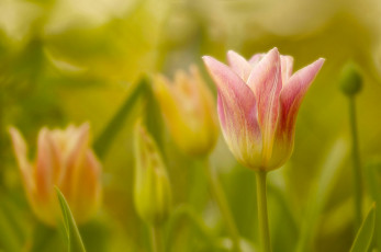 Картинка цветы тюльпаны тюльпан бутон макро боке