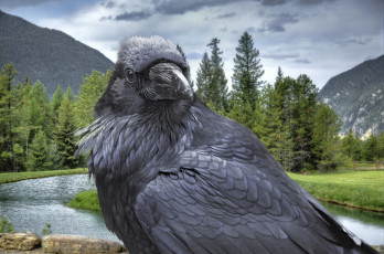 Картинка животные вороны +грачи +галки ворон