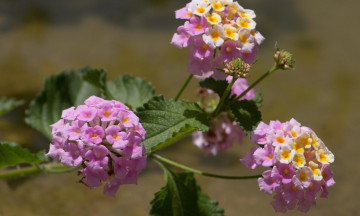 Картинка цветы лантана