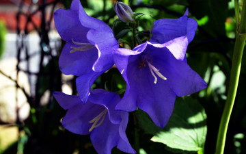 Картинка цветы колокольчики синий