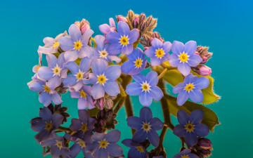 Картинка цветы незабудки отражение макро