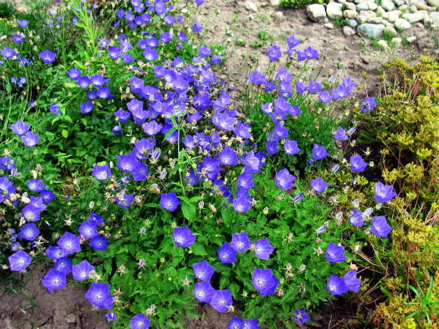 Обои картинки фото цветы, колокольчики, синий