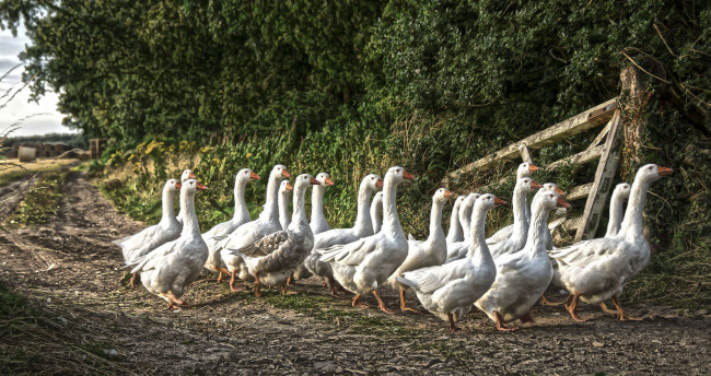Обои картинки фото животные, гуси, стая