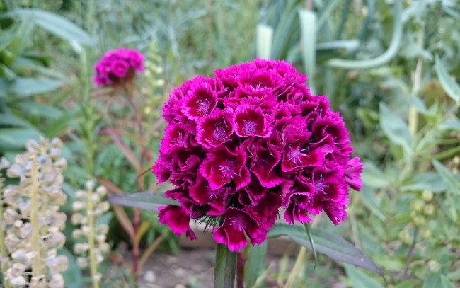 Обои картинки фото цветы, гвоздики, шабо