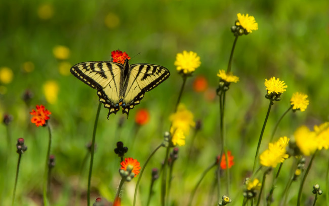Обои картинки фото животные, бабочки,  мотыльки,  моли, парусник, главк, цветы, бабочка, боке