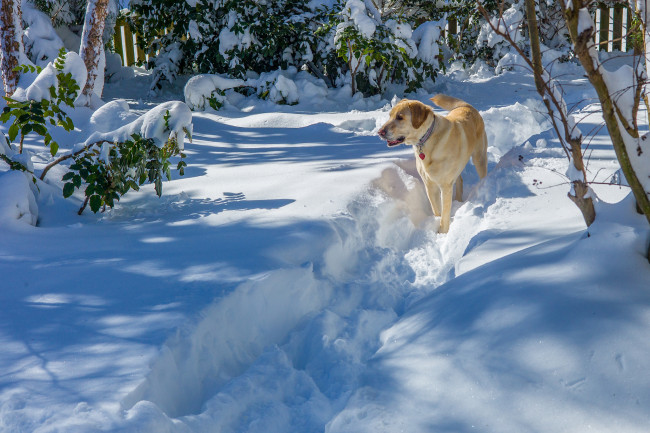 Обои картинки фото животные, собаки, пес