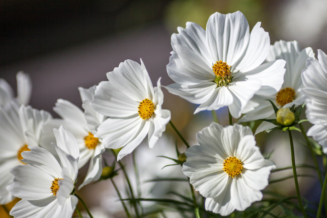 Обои картинки фото цветы, космея, макро, космос