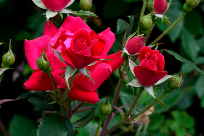 Обои картинки фото цветы, розы, бутоны