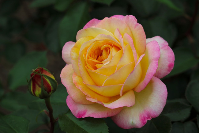 Обои картинки фото цветы, розы, роза, бутон, макро