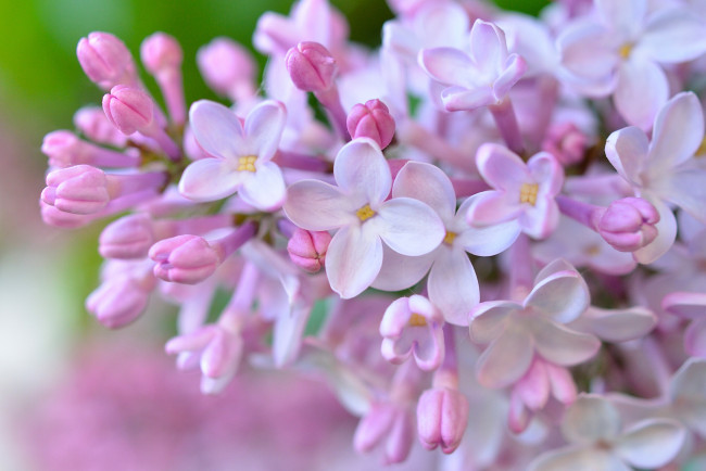 Обои картинки фото цветы, сирень, соцветие, цветки, макро