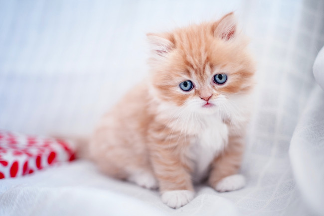 Обои картинки фото животные, коты, рыжий, котёнок, малыш