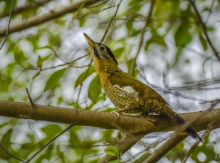 Картинка животные дятлы птичка