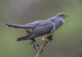 Картинка животные птицы птичка