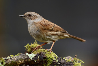 Картинка животные птицы птичка