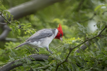 Картинка животные птицы птичка