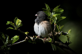 Картинка животные птицы птичка