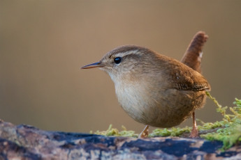 Картинка животные птицы птичка