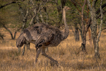 Картинка животные страусы птичка