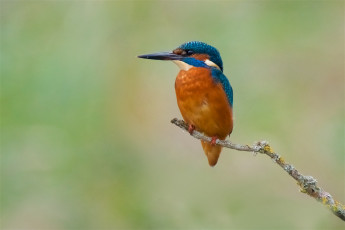 Картинка животные зимородки птичка