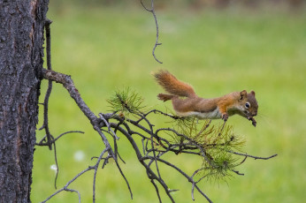 Картинка животные белки белка ветка