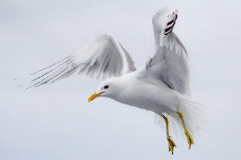 Картинка животные Чайки +бакланы +крачки птичка