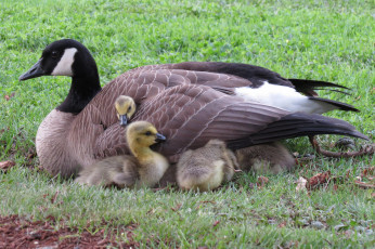 Картинка животные гуси птичка
