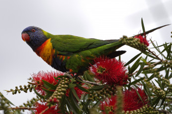 Картинка животные попугаи птичка