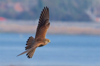 Картинка животные птицы+-+хищники птичка