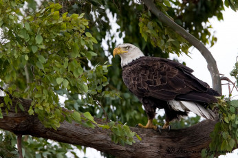 Картинка животные птицы+-+хищники птичка