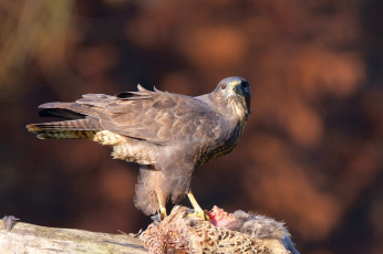 Картинка животные птицы+-+хищники птичка