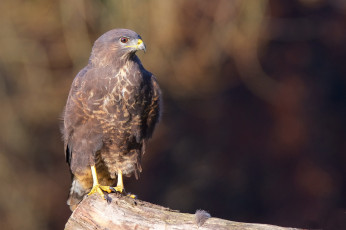 Картинка животные птицы+-+хищники птичка