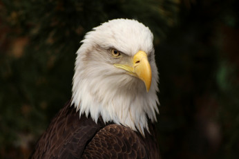 Картинка животные птицы+-+хищники птичка