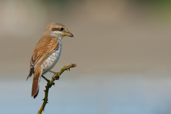 Картинка животные птицы птичка