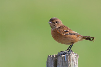 Картинка животные птицы птичка