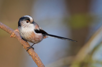 Картинка животные птицы птичка