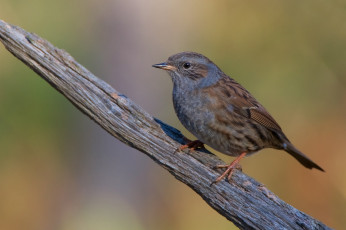 Картинка животные птицы птичка